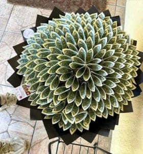 money-bouquet